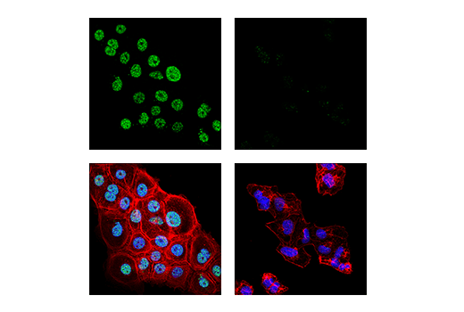 Immunofluorescence Image 1: PML (E6S9L) Rabbit Monoclonal Antibody