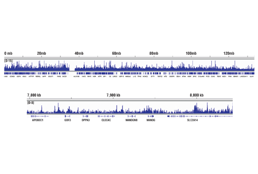 undefined Image 22: SET1/COMPASS Antibody Sampler Kit