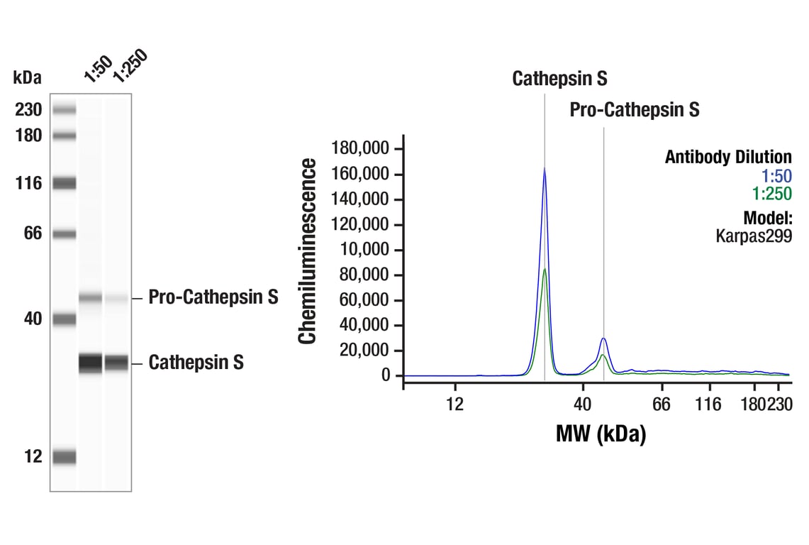 Western Blotting Image 1: Cathepsin S Antibody