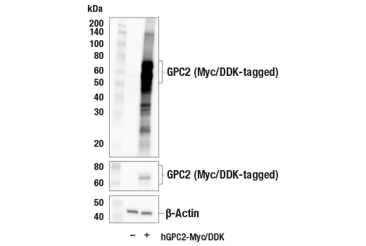 Western Blotting Image 2: GPC2 (CT3) Mouse Monoclonal Antibody