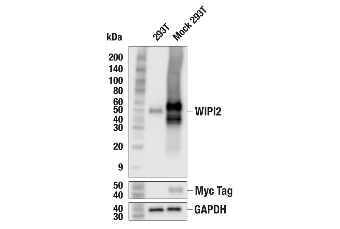 Western Blotting Image 2: WIPI2 (2A2) Mouse Monoclonal Antibody