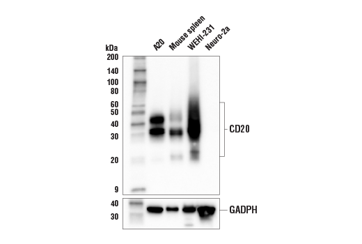 Western Blotting Image 2: CD20 (E3N7O) Rabbit Monoclonal Antibody (BSA and Azide Free)