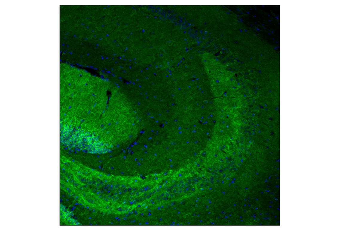 Immunofluorescence Image 1: p44/42 MAPK (Erk1/2) (137F5) Rabbit Monoclonal Antibody (BSA and Azide Free)