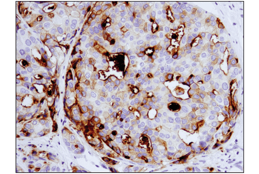 B7-H4 (D1M8I) XP® Rabbit mAb (BSA and Azide Free) | Cell