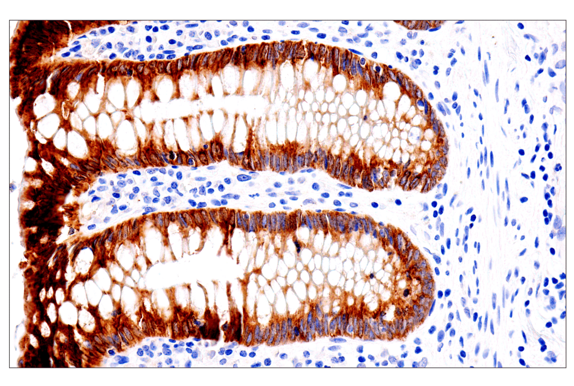 Immunohistochemistry Image 8: ENTPD5 (E5U3V) Rabbit Monoclonal Antibody