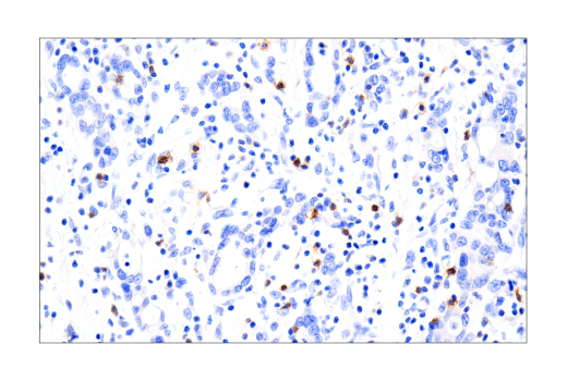 Immunohistochemistry Image 3: B3GAT1 (NK-1) Mouse Monoclonal Antibody