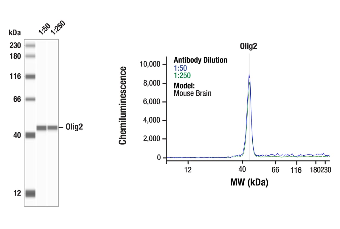 Western Blotting Image 1: Olig2 (E6G6Q) Rabbit Monoclonal Antibody