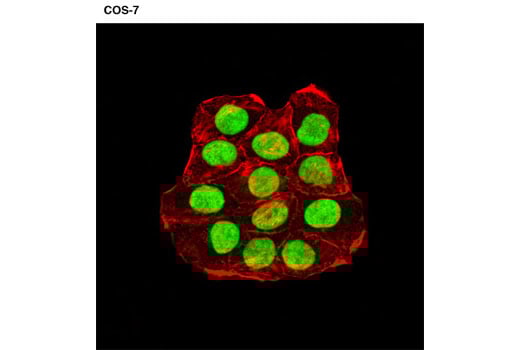 Immunofluorescence Image 1: HMGN1 Antibody
