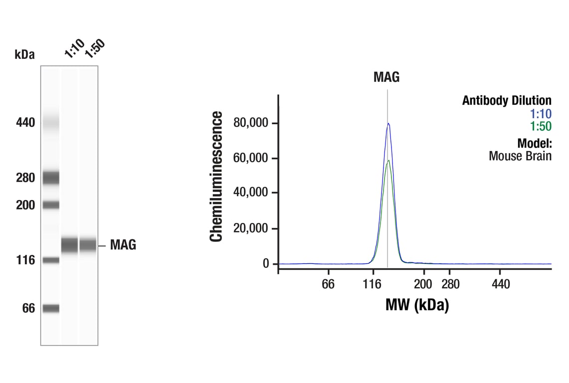 undefined Image 19: Demyelinating Disease Targets Antibody Sampler Kit