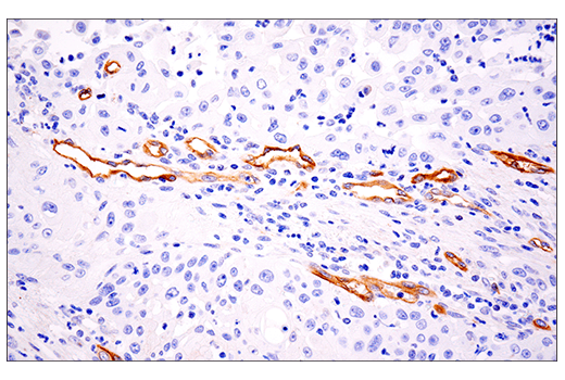 Immunohistochemistry Image 2: Insulin Receptor β (E9L5V) XP<sup>®</sup> Rabbit mAb (BSA and Azide Free)