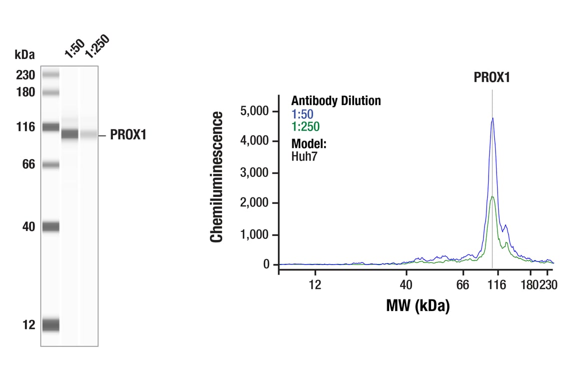 Western Blotting Image 1: PROX1 (D2J6J) Rabbit Monoclonal Antibody