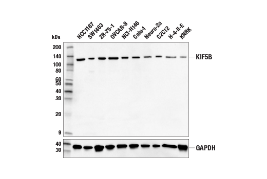 Western Blotting Image 2: KIF5B (E3H4J) Rabbit Monoclonal Antibody