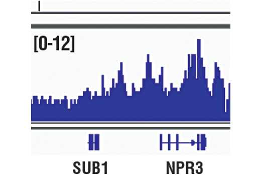 Chromatin Immunoprecipitation Image 1: Acetyl-Histone H3 (Lys18) (D8Z5H) Rabbit Monoclonal Antibody