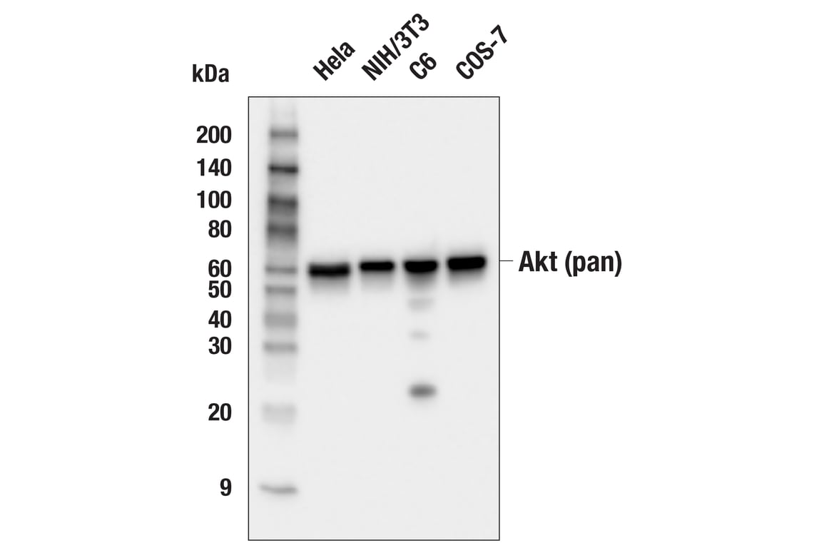 Western Blotting Image 2: Akt (pan) (C67E7) Rabbit Monoclonal Antibody (Biotinylated)