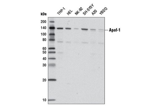 Western Blotting Image 2: Apaf-1 (D7G4) Rabbit Monoclonal Antibody