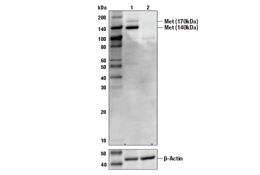Western Blotting Image 2: Met (25H2) Mouse Monoclonal Antibody (BSA and Azide Free)