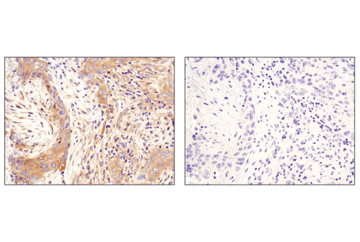 Immunohistochemistry Image 4: Phospho-AMPKα (Thr172) (D4D6D) Rabbit mAb