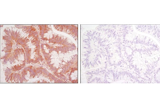 Immunohistochemistry Image 3: CACYBP (D43G11) Rabbit Monoclonal Antibody