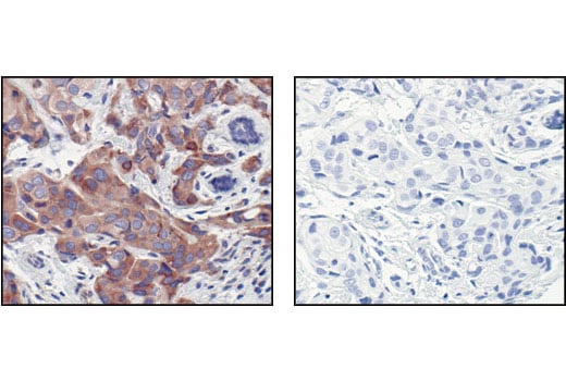 Immunohistochemistry Image 3: eIF4G Antibody