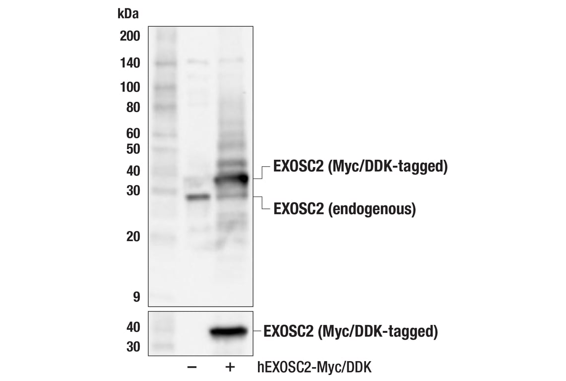 Western Blotting Image 2: EXOSC2 (F6Y3J) Rabbit Monoclonal Antibody