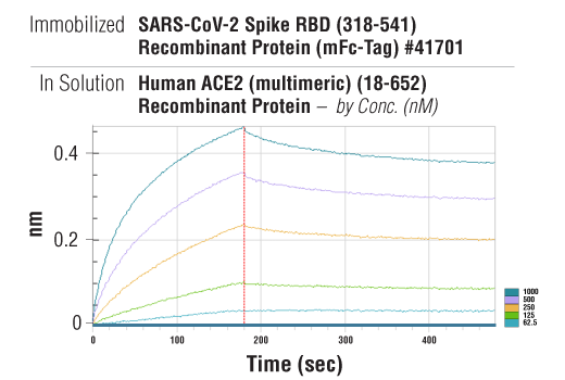 undefined Image 2: Human ACE2 (multimeric) (18-652) Recombinant Protein