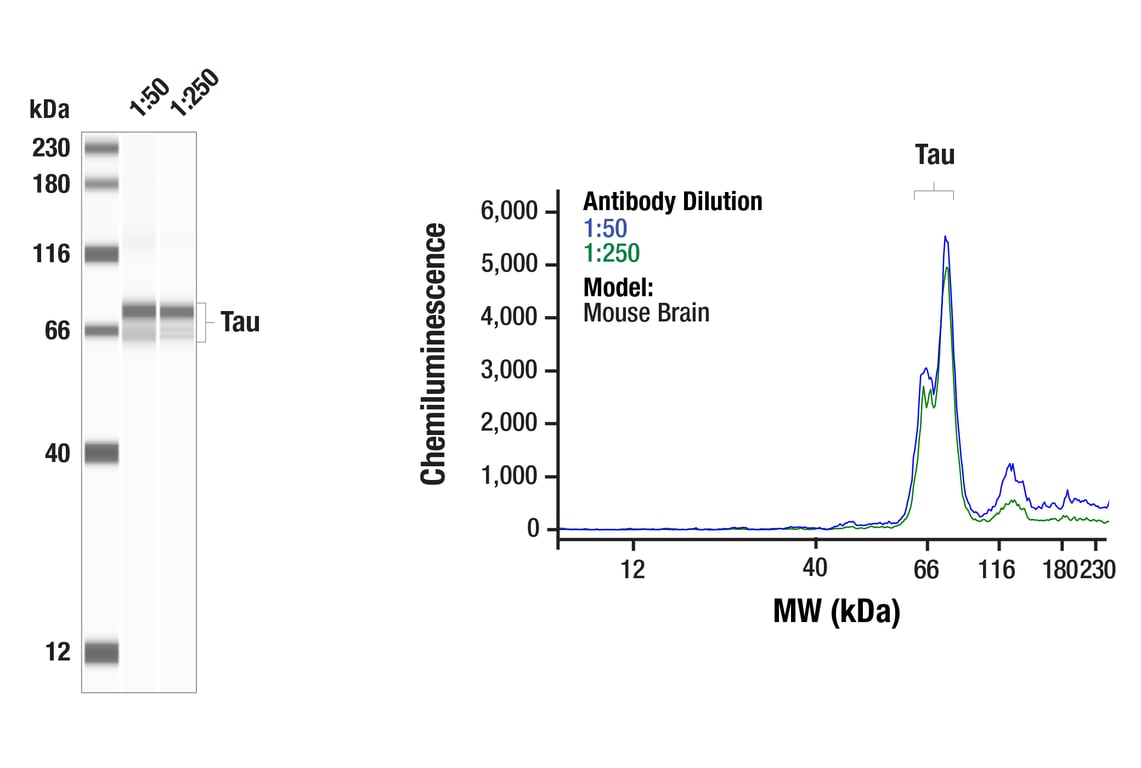 Western Blotting Image 1: Tau (E5O2W) Rabbit Monoclonal Antibody