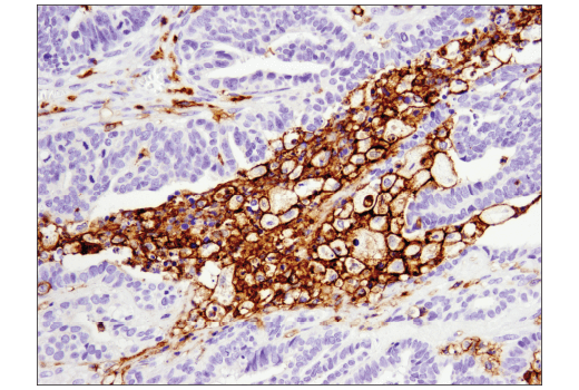 Immunohistochemistry Image 4: CD11c (D3V1E) Rabbit Monoclonal Antibody