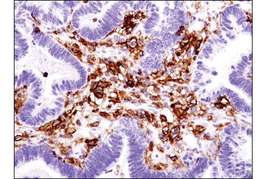 みー★ページ Alexa Fluor 488 anti-human CD45 Antibody anti-CD45 - HI30