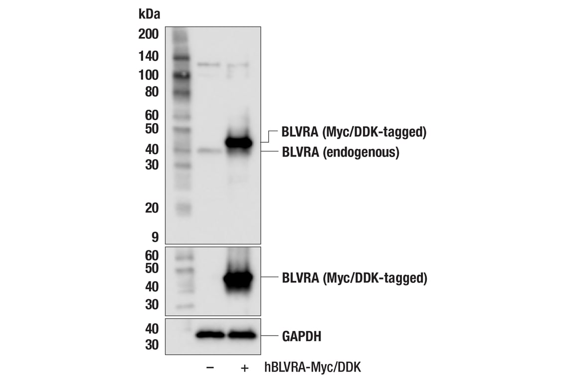 Western Blotting Image 2: BLVRA (F7Z7R) Rabbit Monoclonal Antibody