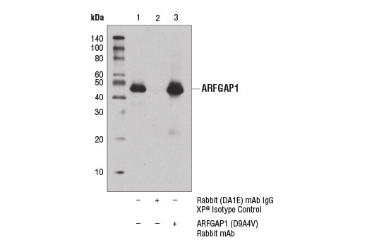 Immunoprecipitation Image 1: ARFGAP1 (D9A4V) Rabbit Monoclonal Antibody
