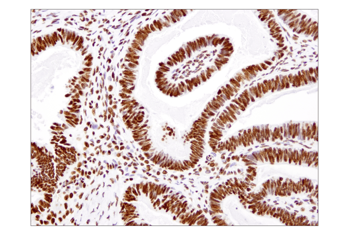 Immunohistochemistry Image 4: Histone H3 (1B1B2) Mouse Monoclonal Antibody