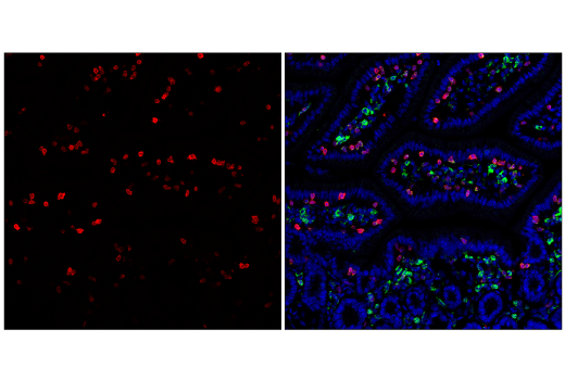 Immunofluorescence Image 2: CD3 (17A2) Rat Monoclonal Antibody (APC Conjugate)