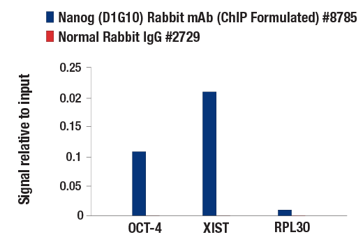 Chromatin Immunoprecipitation Image 3: Nanog (D1G10) Rabbit Monoclonal Antibody (ChIP Formulated)