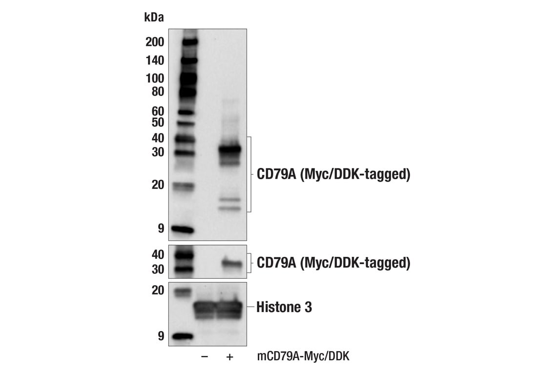 Western Blotting Image 2: CD79A (F3Z1H) Rabbit Monoclonal Antibody