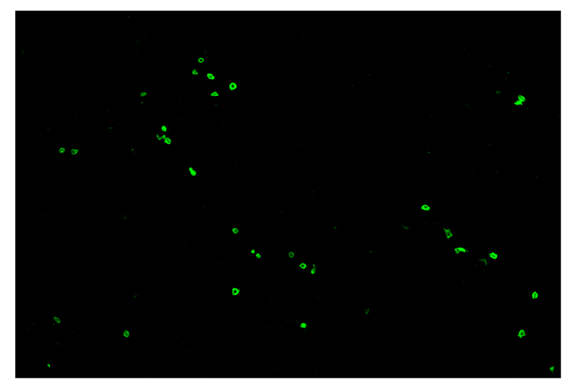 Immunohistochemistry Image 2: CD3ε (E4T1B) & CO-0048-750 SignalStar<sup>™</sup> Oligo-Antibody Pair