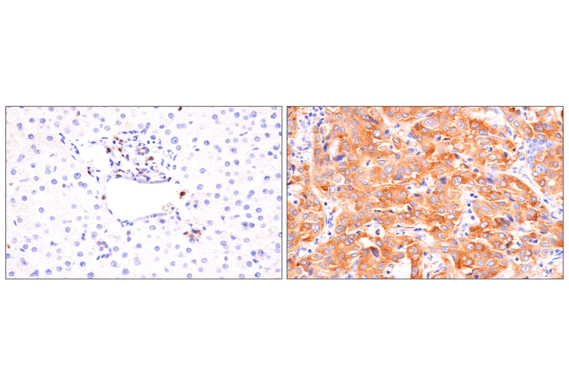 Immunohistochemistry Image 6: SPAK (F7T1K) Rabbit Monoclonal Antibody