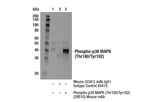 Immunoprecipitation Image 1: Phospho-p38 MAPK (Thr180/Tyr182) (28B10) Mouse Monoclonal Antibody