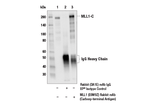 Immunoprecipitation Image 1: MLL1 (E9W9Z) Rabbit Monoclonal Antibody (Carboxy-terminal Antigen)