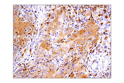 Immunohistochemistry Image 4: IRF-5 (E7F9W) Rabbit Monoclonal Antibody (BSA and Azide Free)
