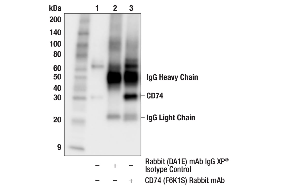 CD74 (F6K1S) Rabbit mAb | Cell Signaling Technology