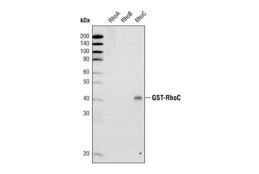 Western Blotting Image 2: RhoC (D40E4) Rabbit Monoclonal Antibody