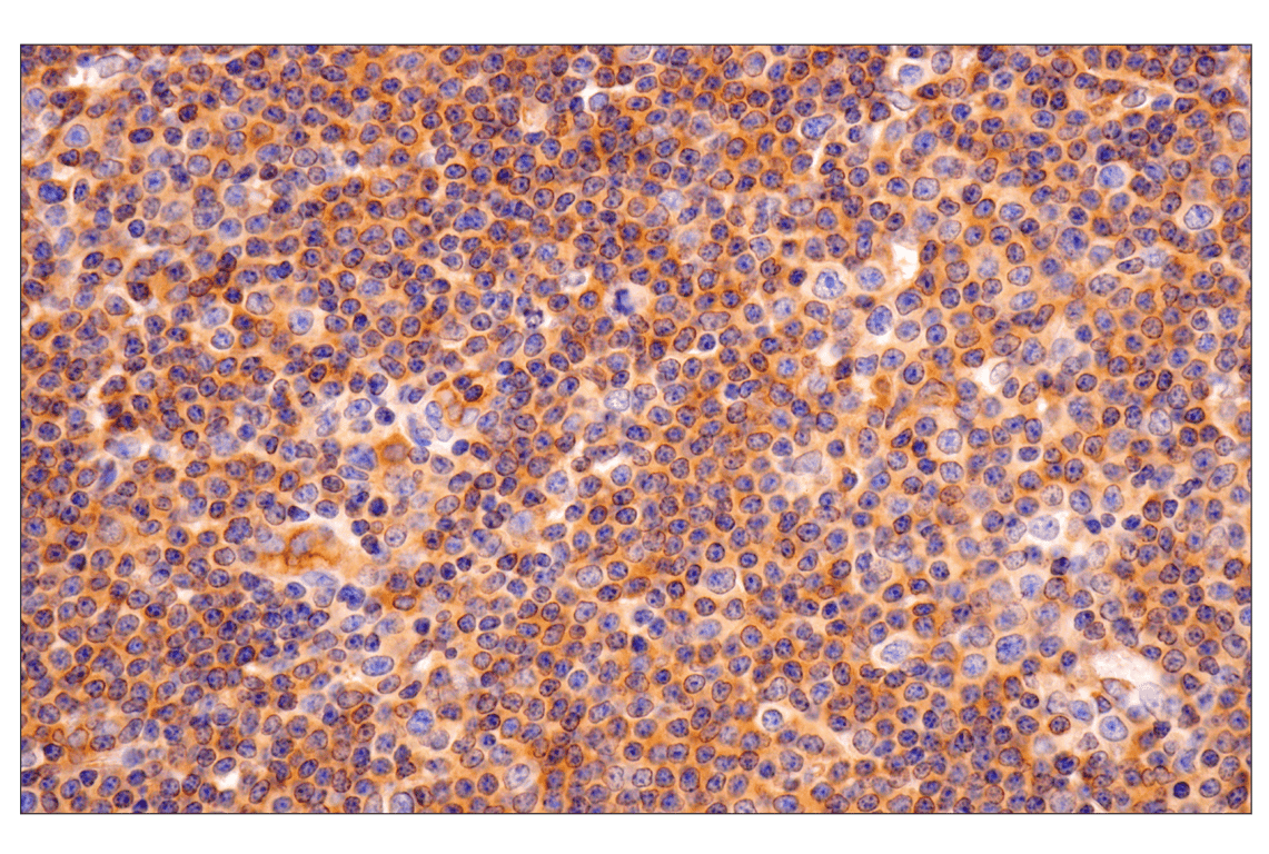 Immunohistochemistry Image 3: Numb (F2P3P) Rabbit Monoclonal Antibody
