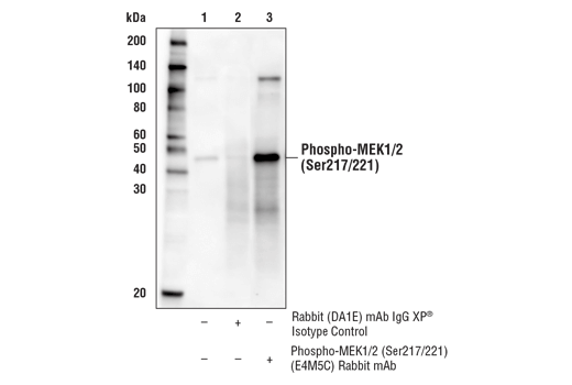 Immunoprecipitation Image 1: Phospho-MEK1/2 (Ser217/221) (E4M5C) Rabbit Monoclonal Antibody