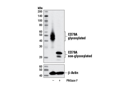 Western Blotting Image 2: CD79A (D1X5C) Rabbit Monoclonal Antibody (BSA and Azide Free)