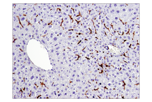 Immunohistochemistry Image 3: F4/80 (D2S9R) Rabbit Monoclonal Antibody (BSA and Azide Free)