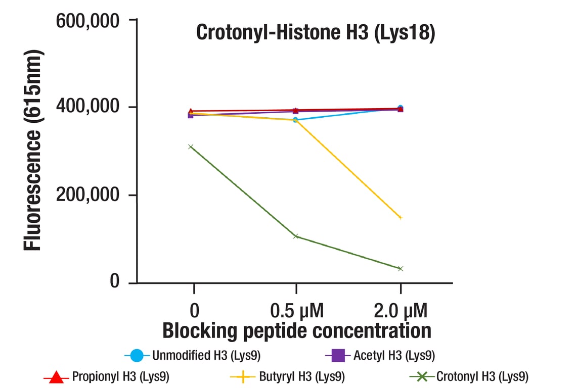 undefined Image 1: Crotonyl-Histone H3 (Lys18) (E8D9M) Rabbit Monoclonal Antibody