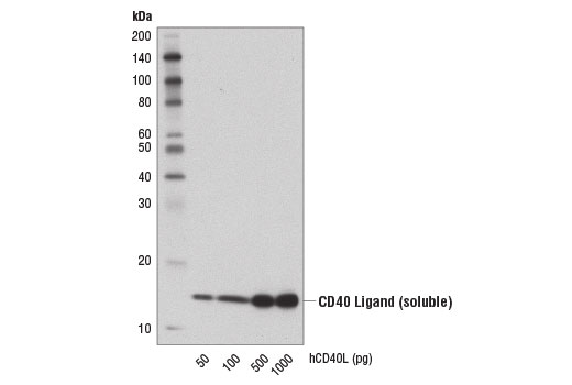 Western Blotting Image 2: CD40 Ligand (D5J9Y) Rabbit Monoclonal Antibody