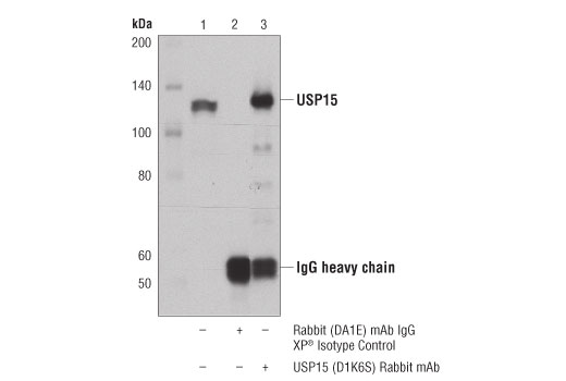 Immunoprecipitation Image 1: USP15 (D1K6S) Rabbit Monoclonal Antibody