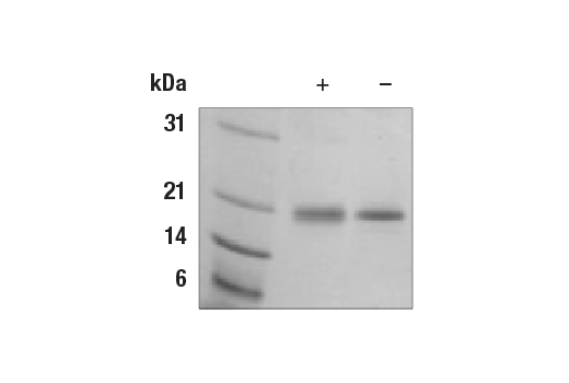 undefined Image 2: Human FGF-7 Recombinant Protein