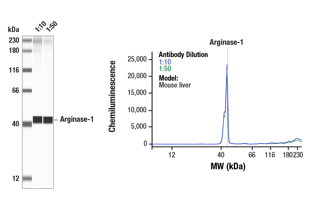 Western Blotting Image 1: Arginase-1 (D4E3M<sup>™</sup>) Rabbit Monoclonal Antibody
